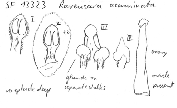 Vorschaubild Ravensara acuminata (Willd. ex Meisn.) Baill.